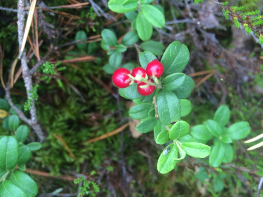 Lingonberries are very popular here, it is common for someone to pick them and eat it as a snack on their walk.