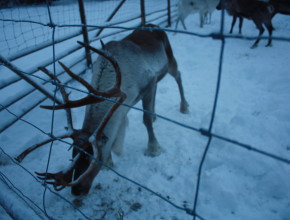 The cutest reindeer. 